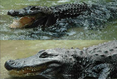 Muja najstariji aligator Muja najstariji aligator