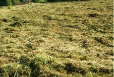 Kod Čačka kradu i lucerku Kod Čačka kradu i lucerku