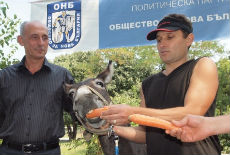 Magarca za gradonačelnika Magarca za gradonačelnika