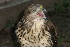 Poslednji let u smrt? Poslednji let u smrt?