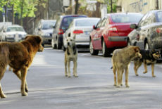 Psi lutalice prave probleme Psi lutalice prave probleme